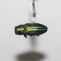 Chrysobothris purpureovittata