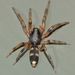 White-tailed Spiders - Photo (c) Steve Kerr, some rights reserved (CC BY), uploaded by Steve Kerr