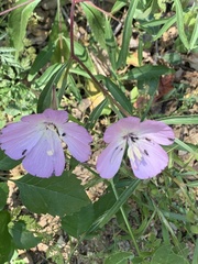 Clarkia bottae