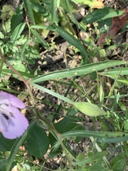 Clarkia bottae