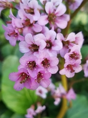 Bergenia crassifolia