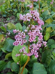 Bergenia crassifolia