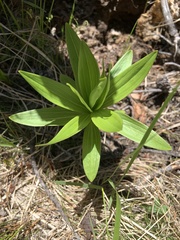 Lilieae