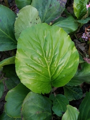 Bergenia crassifolia