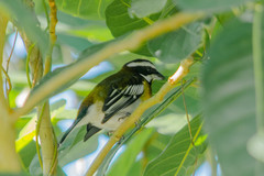 Spindalis zena benedicti