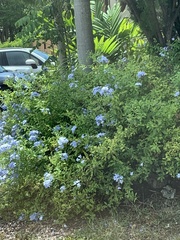 Plumbago auriculata