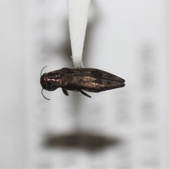Agrilus lecontei