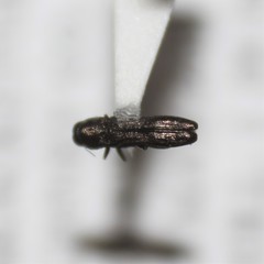 Paragrilus rugatulus