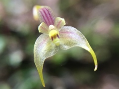 Bulbophyllum percorniculatum image