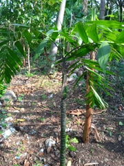 Chamaedorea pochutlensis