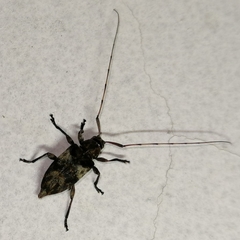 Atrypanius ambiguus