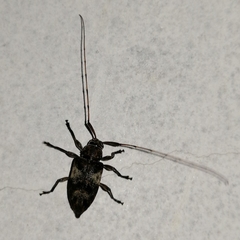 Atrypanius ambiguus