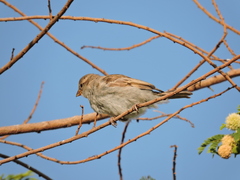 Passer domesticus