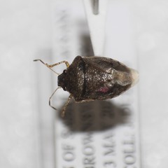Mormidea cubrosa