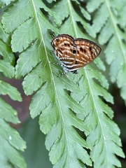 Neurellipes pyroptera