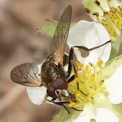 Blera nigra