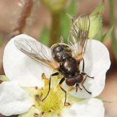 Blera nigra