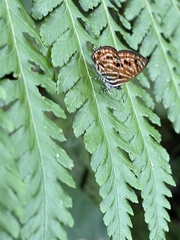 Neurellipes pyroptera