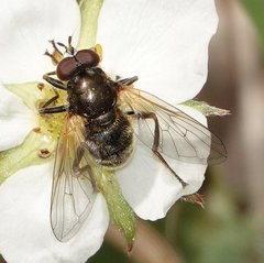 Blera nigra