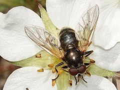 Blera nigra