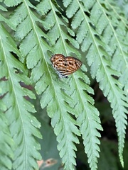 Neurellipes pyroptera