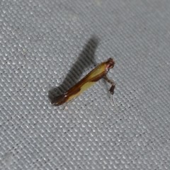 Caloptilia superbifrontella