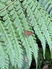 Neurellipes pyroptera