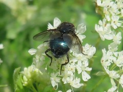 Protocalliphora azurea