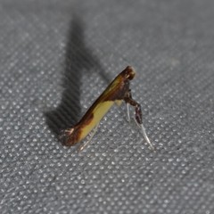 Caloptilia superbifrontella