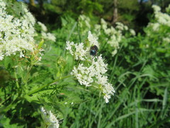 Protocalliphora azurea
