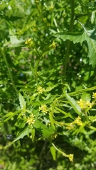 Sisymbrium officinale
