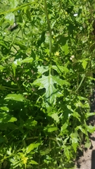 Sisymbrium officinale