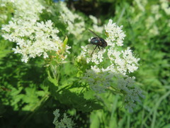Protocalliphora azurea