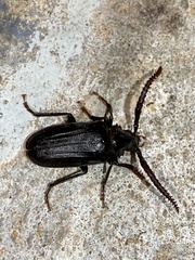 Prionus imbricornis