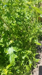 Sisymbrium officinale