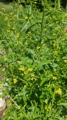 Sisymbrium officinale