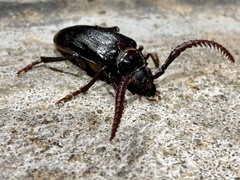 Prionus imbricornis
