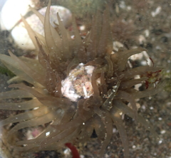 Anthopleura artemisia