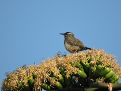 Campylorhynchus brunneicapillus