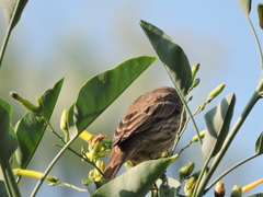 Haemorhous mexicanus