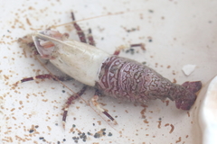 Spirontocaris prionota