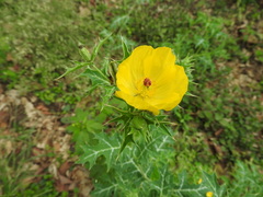 Argemone mexicana