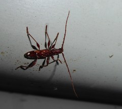 Coptocercus biguttatus