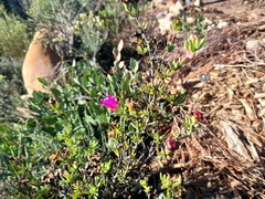 Lampranthus zeyheri