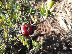 Lampranthus zeyheri