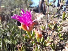 Lampranthus zeyheri