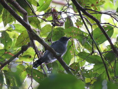 Thamnophilus amazonicus