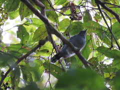 Thamnophilus amazonicus