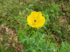Argemone mexicana