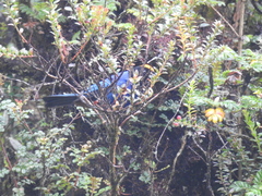 Iridosornis rufivertex